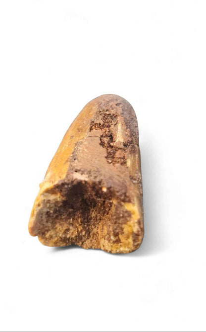 Sarcosuchus Tooth 3cm – Giant Prehistoric Crocodile - Cretaceous | North Africa
