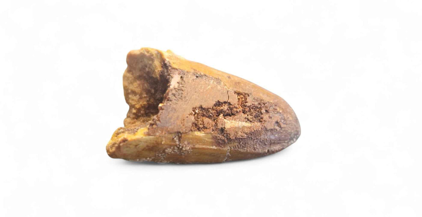 Sarcosuchus Tooth 3cm – Giant Prehistoric Crocodile - Cretaceous | North Africa