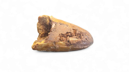 Sarcosuchus Tooth 3cm – Giant Prehistoric Crocodile - Cretaceous | North Africa