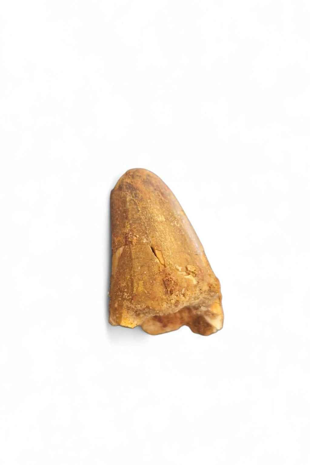 Sarcosuchus Tooth 3cm – Giant Prehistoric Crocodile - Cretaceous | North Africa