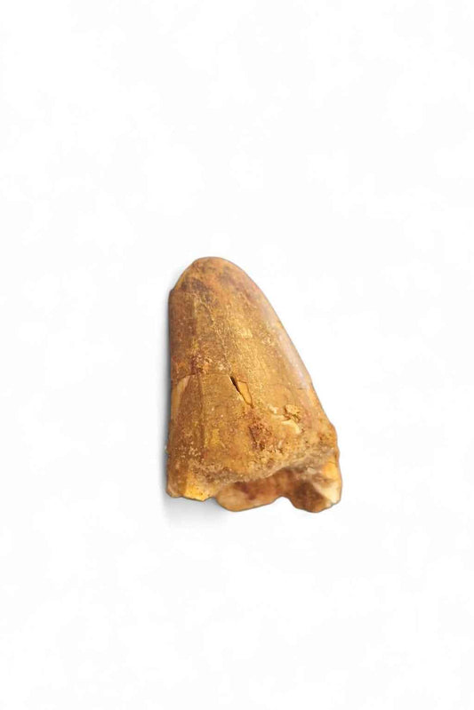 Sarcosuchus Tooth 3cm – Giant Prehistoric Crocodile - Cretaceous | North Africa