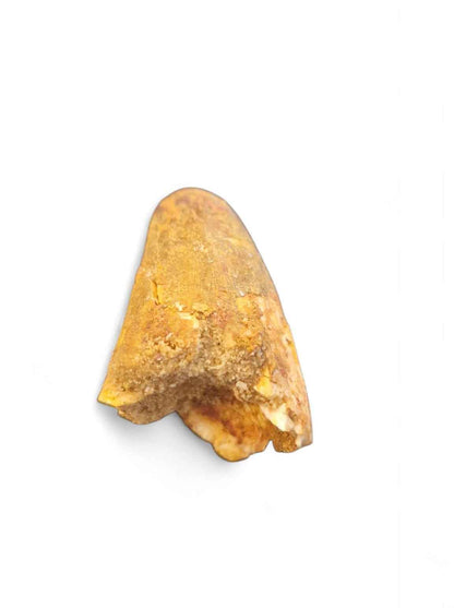 Sarcosuchus Tooth 3cm – Giant Prehistoric Crocodile - Cretaceous | North Africa