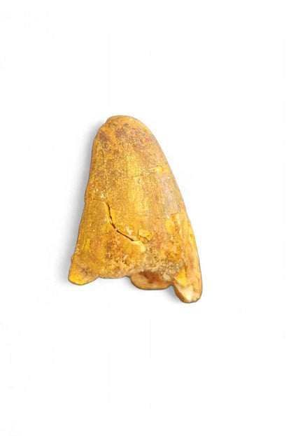 Sarcosuchus Tooth 3cm – Giant Prehistoric Crocodile - Cretaceous | North Africa