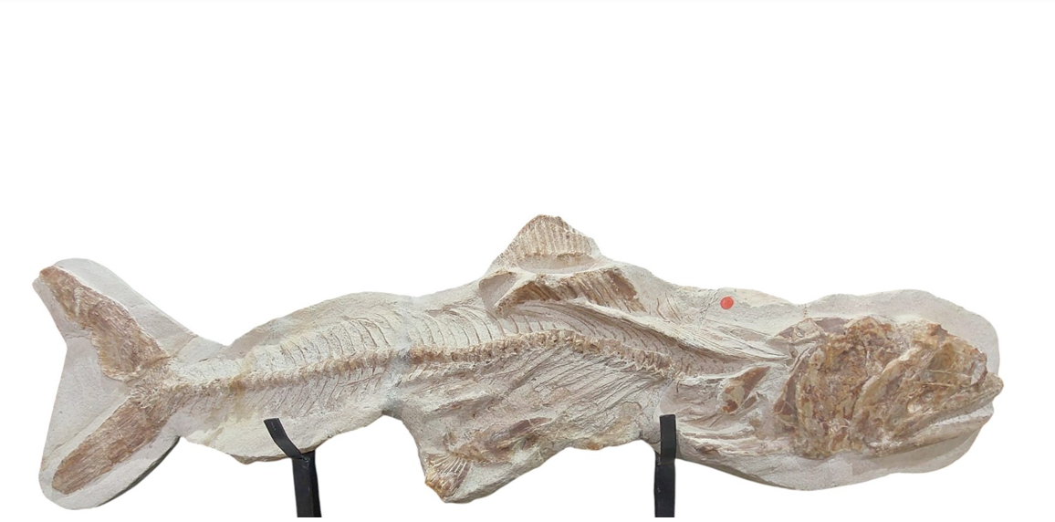 Goulmimichthys arambourgi –  114 cm Fossil Fish - authentic fossil specimen, natural history by Fossils NH