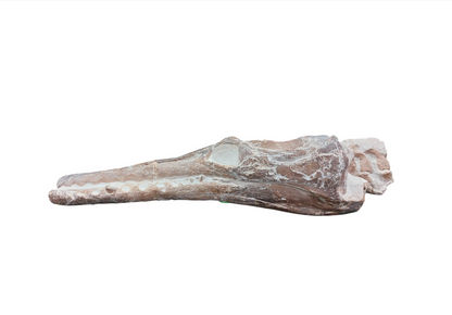 Manemergus anguirostris – Plesiosaur Fossil - authentic fossil specimen, natural history by Fossils NH