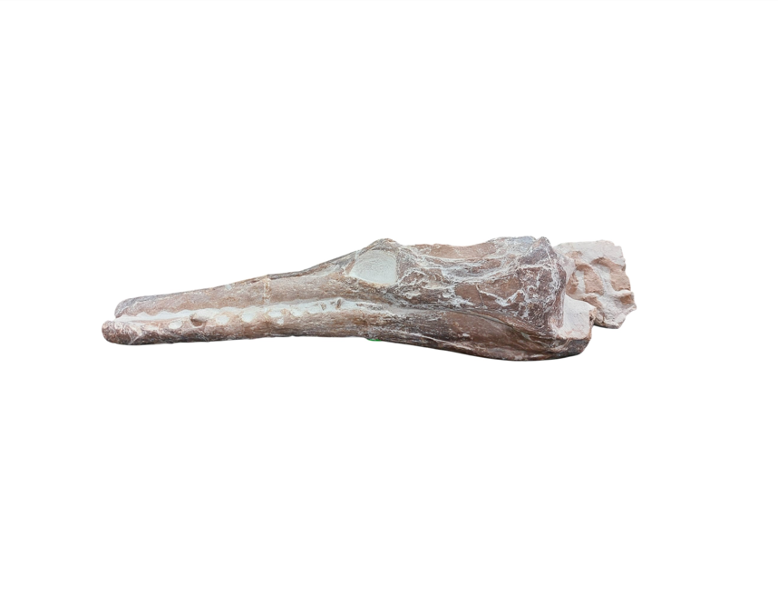 Manemergus anguirostris – Plesiosaur Fossil - authentic fossil specimen, natural history by Fossils NH