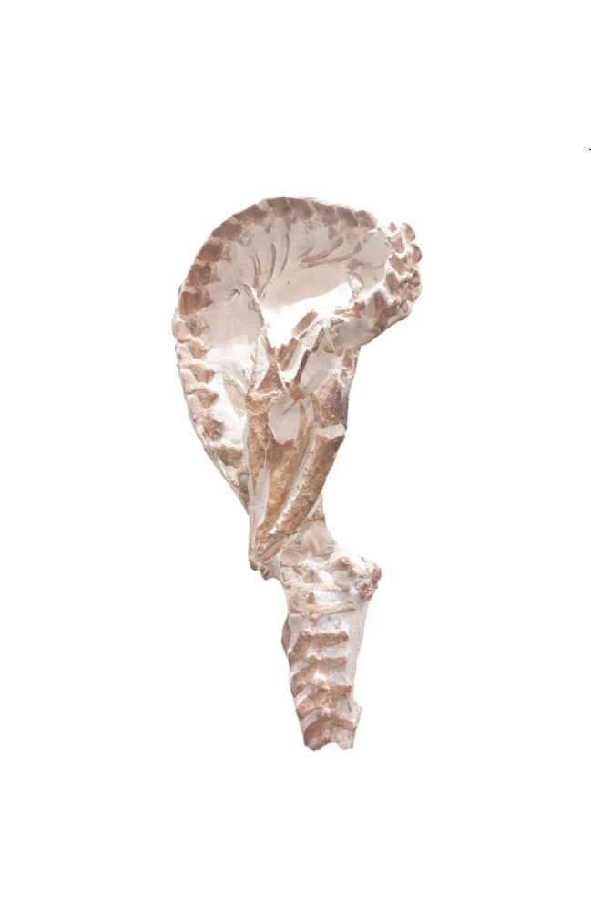 Tethysaurus nopcsai – Rare Marine Reptile - authentic fossil specimen, natural history by Fossils NH