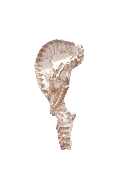 Tethysaurus nopcsai – Rare Marine Reptile - authentic fossil specimen, natural history by Fossils NH