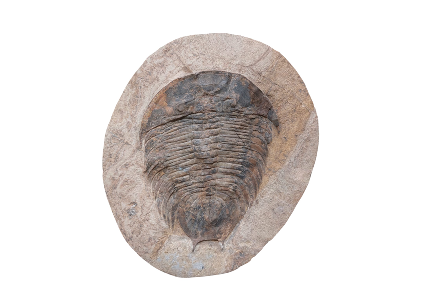 Dikelocephalina brenchleyi – Ordovician Trilobite - authentic fossil specimen, natural history by Fossils NH