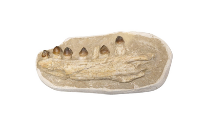 Globidens phosphaticus - Shell-Crushing Mosasaur - authentic fossil specimen, natural history by Fossils NH