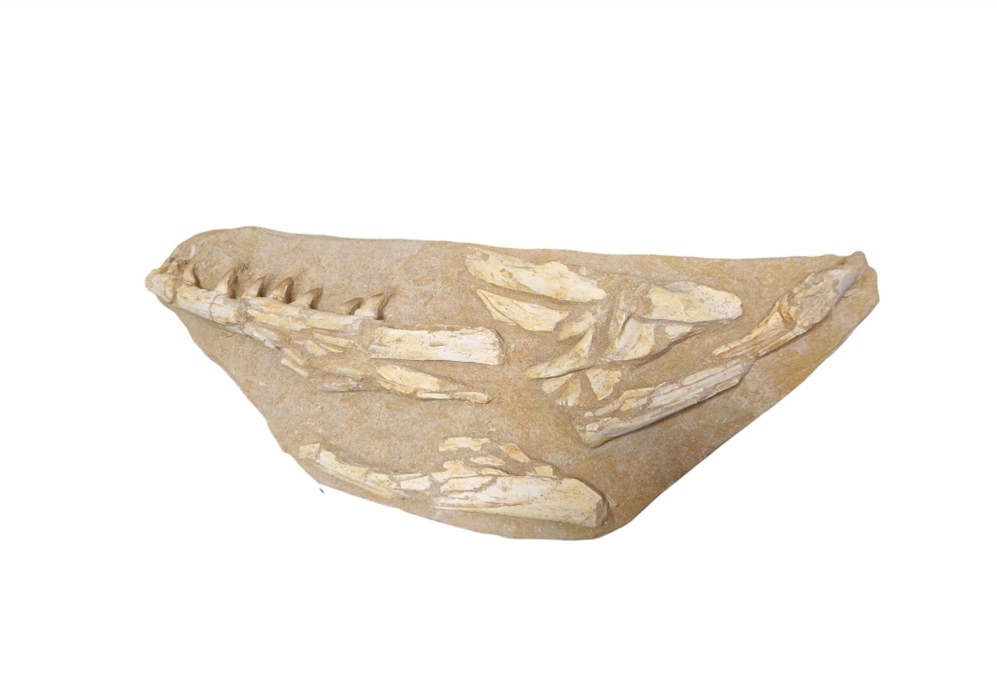 Halisaurus Arambourgi – A Rare Marine Predator - authentic fossil specimen, natural history by Fossils NH