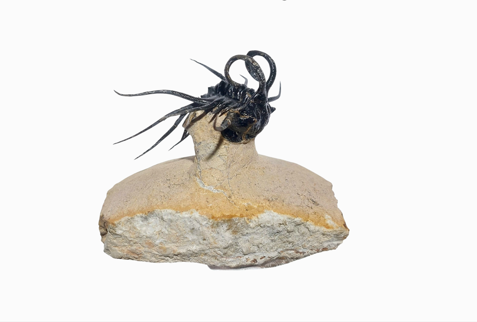 Dicranurus monstrosus – Iconic Spiny Trilobite - authentic fossil specimen, natural history by Fossils NH