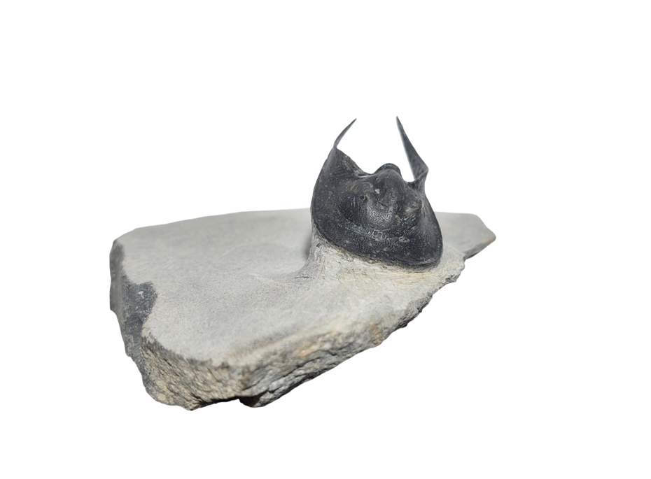 Scotoharpes perradiatus – Harpetid Trilobite - authentic fossil specimen, natural history by Fossils NH