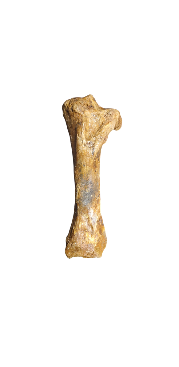 Mammoth Tibia Bone - Giant of Pleistocene - authentic fossil specimen, natural history by Fossils NH