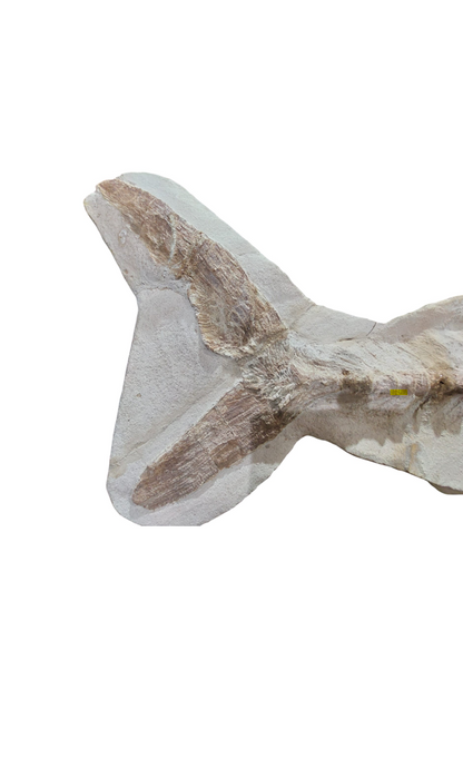 Goulmimichthys arambourgi –  114 cm Fossil Fish - authentic fossil specimen, natural history by Fossils NH