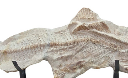 Goulmimichthys arambourgi –  114 cm Fossil Fish - authentic fossil specimen, natural history by Fossils NH