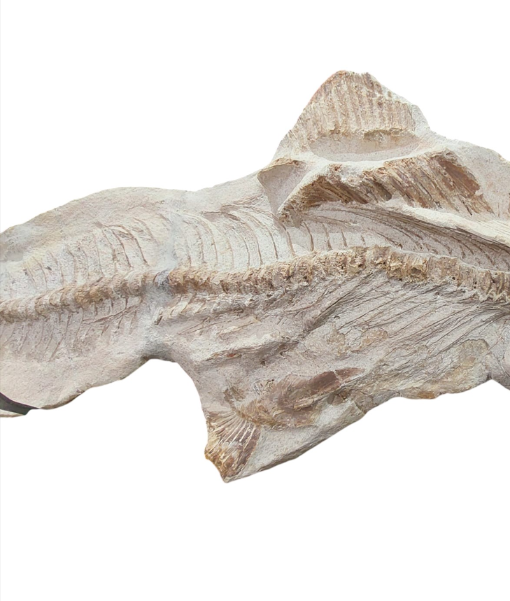 Goulmimichthys arambourgi –  114 cm Fossil Fish - authentic fossil specimen, natural history by Fossils NH