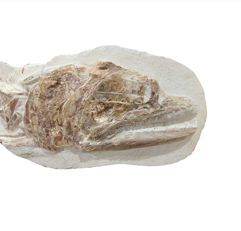 Goulmimichthys arambourgi –  114 cm Fossil Fish - authentic fossil specimen, natural history by Fossils NH