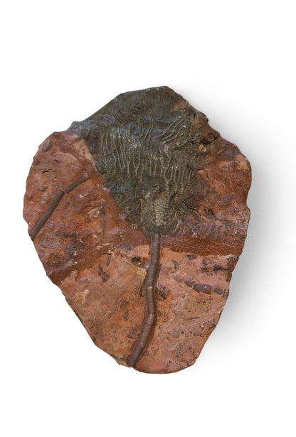 Sea Lily Fossil 19,5cm – Paleozoic Crinoid