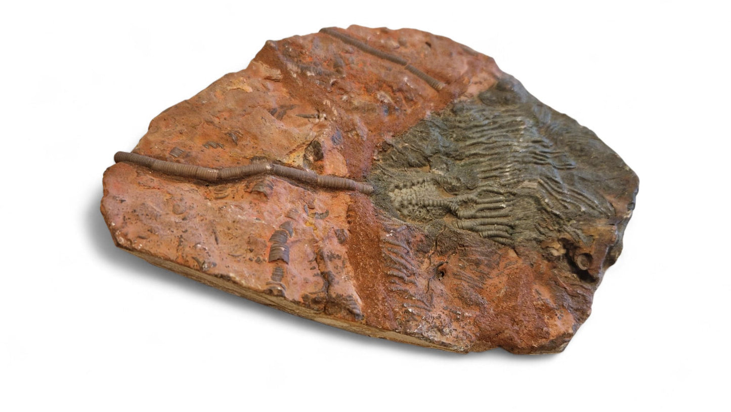 Sea Lily Fossil 19,5cm – Paleozoic Crinoid 1