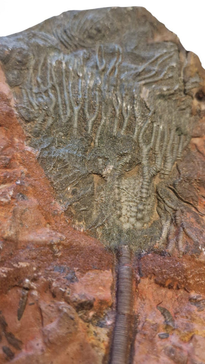 Sea Lily Fossil 19,5cm – Paleozoic Crinoid2