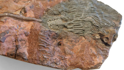 Sea Lily Fossil 19,5cm – Paleozoic Crinoid 3