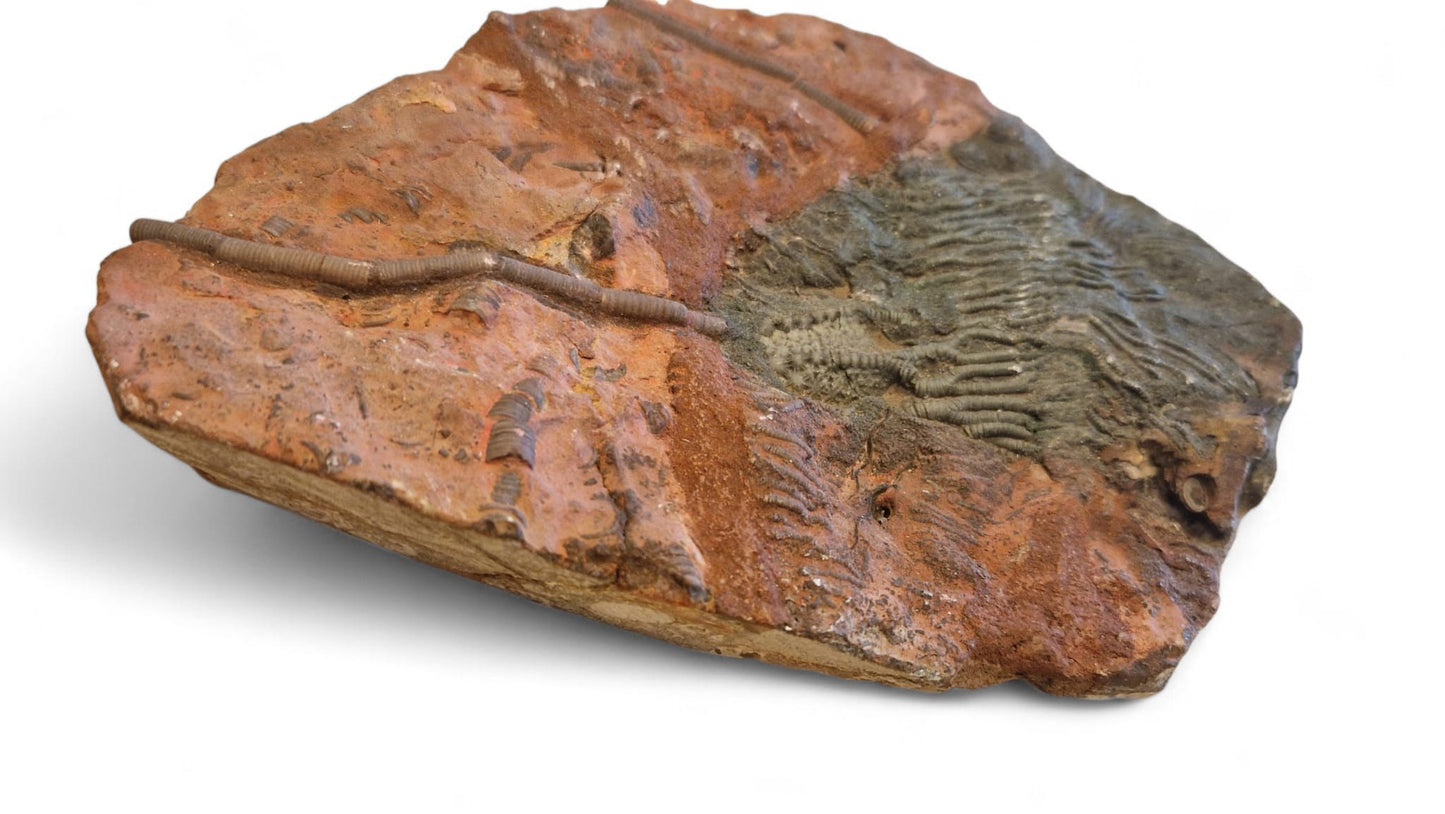 Sea Lily Fossil 19,5cm – Paleozoic Crinoid 4
