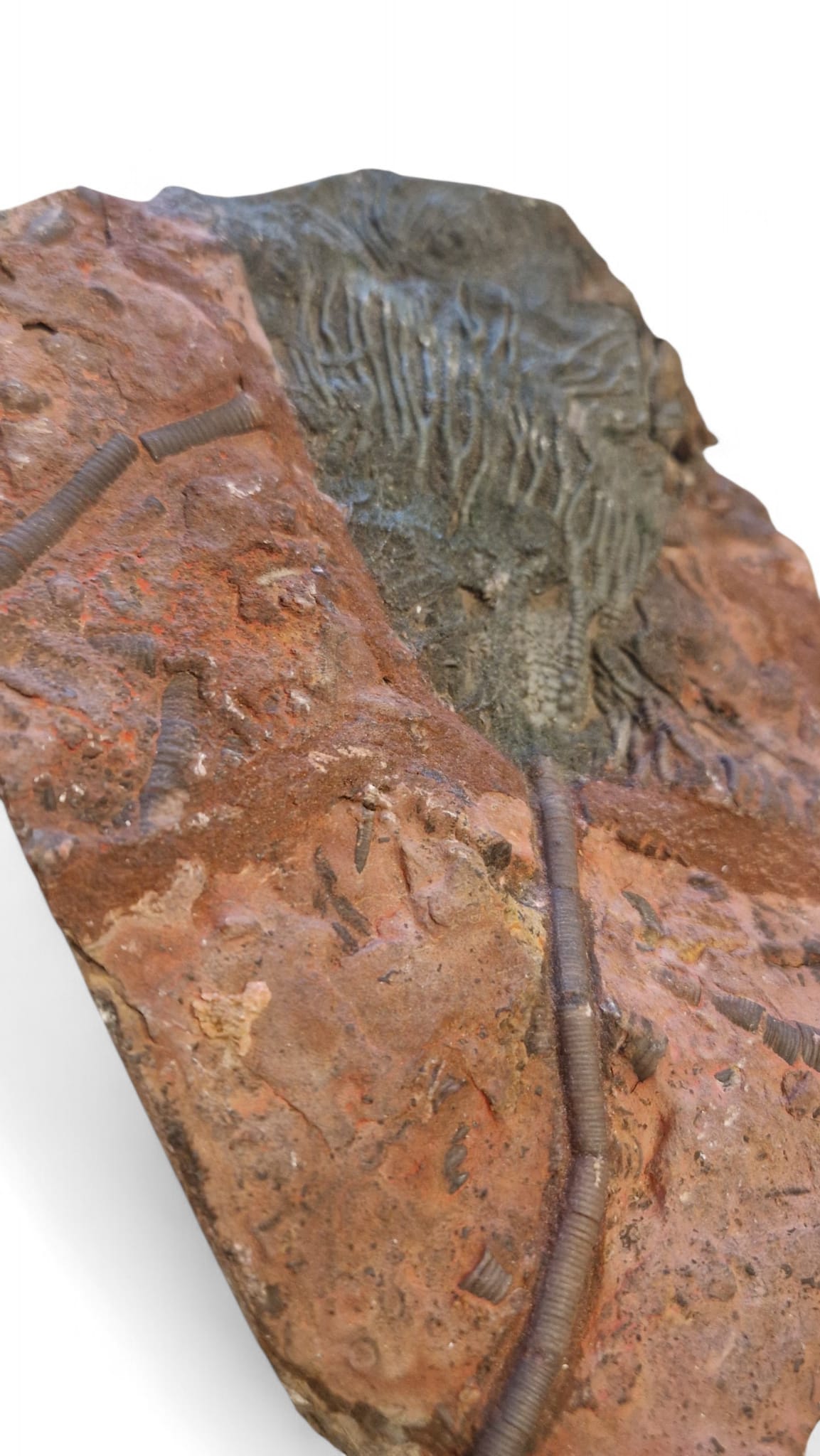 Sea Lily Fossil 19,5cm – Paleozoic Crinoid 5