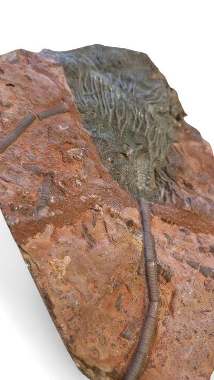 Sea Lily Fossil 19,5cm – Paleozoic Crinoid 5