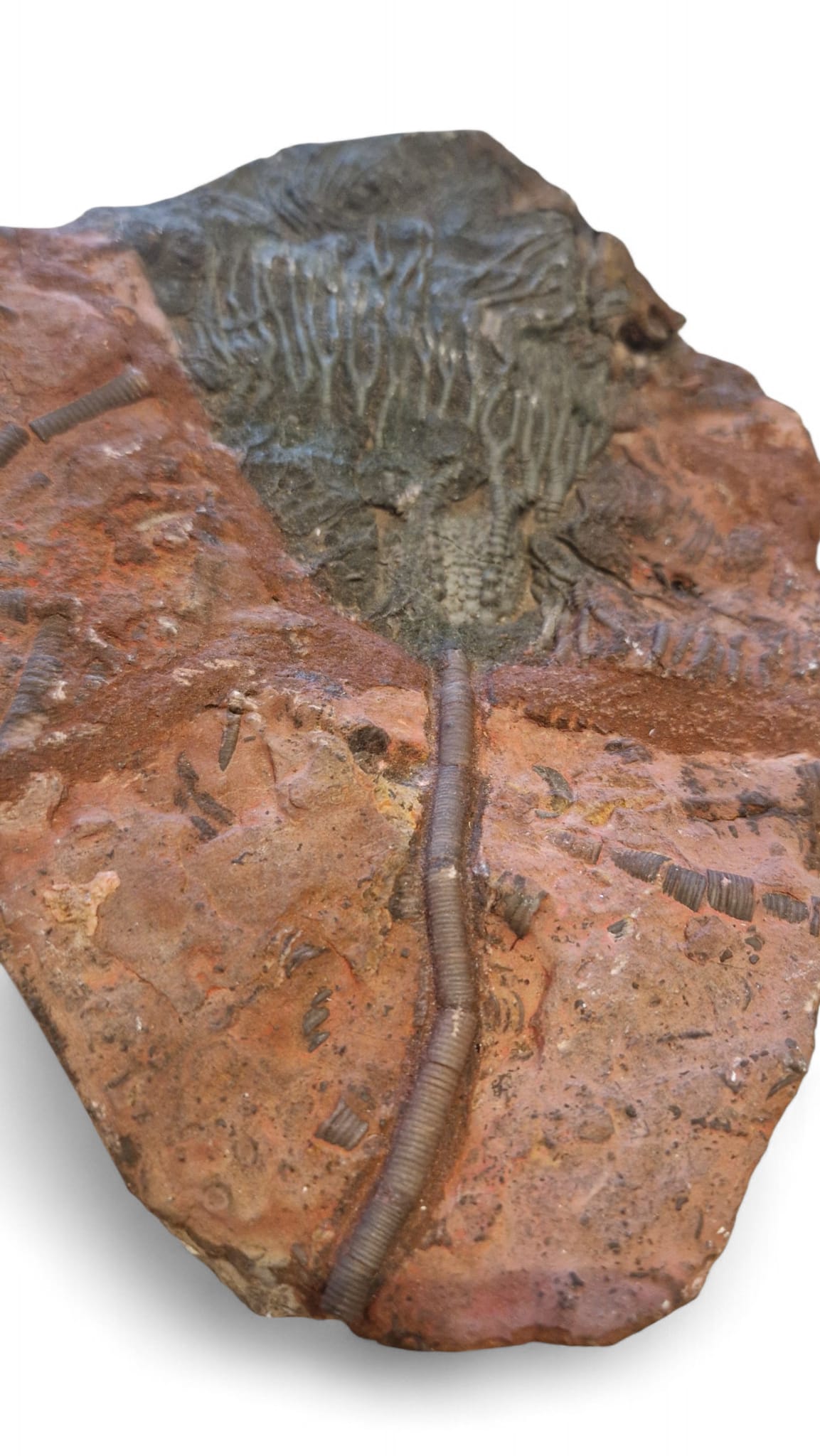 Sea Lily Fossil 19,5cm – Paleozoic Crinoid 6