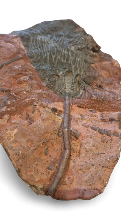 Sea Lily Fossil 19,5cm – Paleozoic Crinoid 6