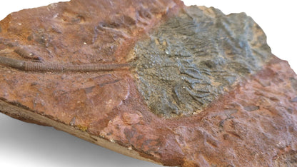 Sea Lily Fossil 20cm – Paleozoic Crinoid 1