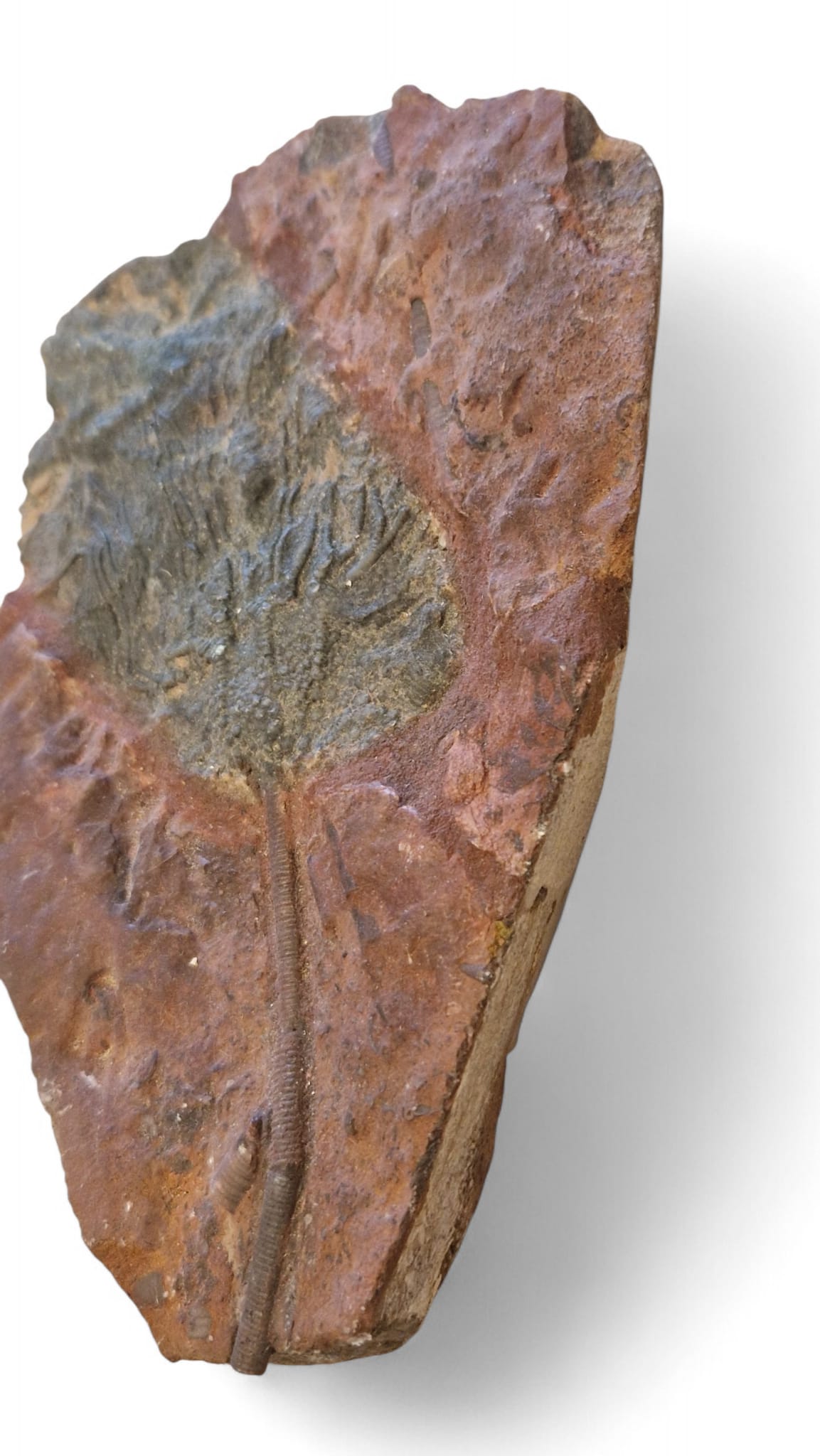 Sea Lily Fossil 20cm – Paleozoic Crinoid 2
