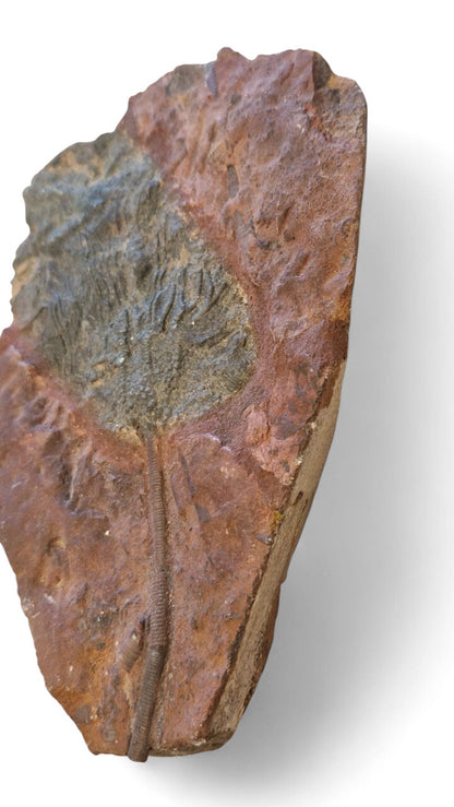 Sea Lily Fossil 20cm – Paleozoic Crinoid 2