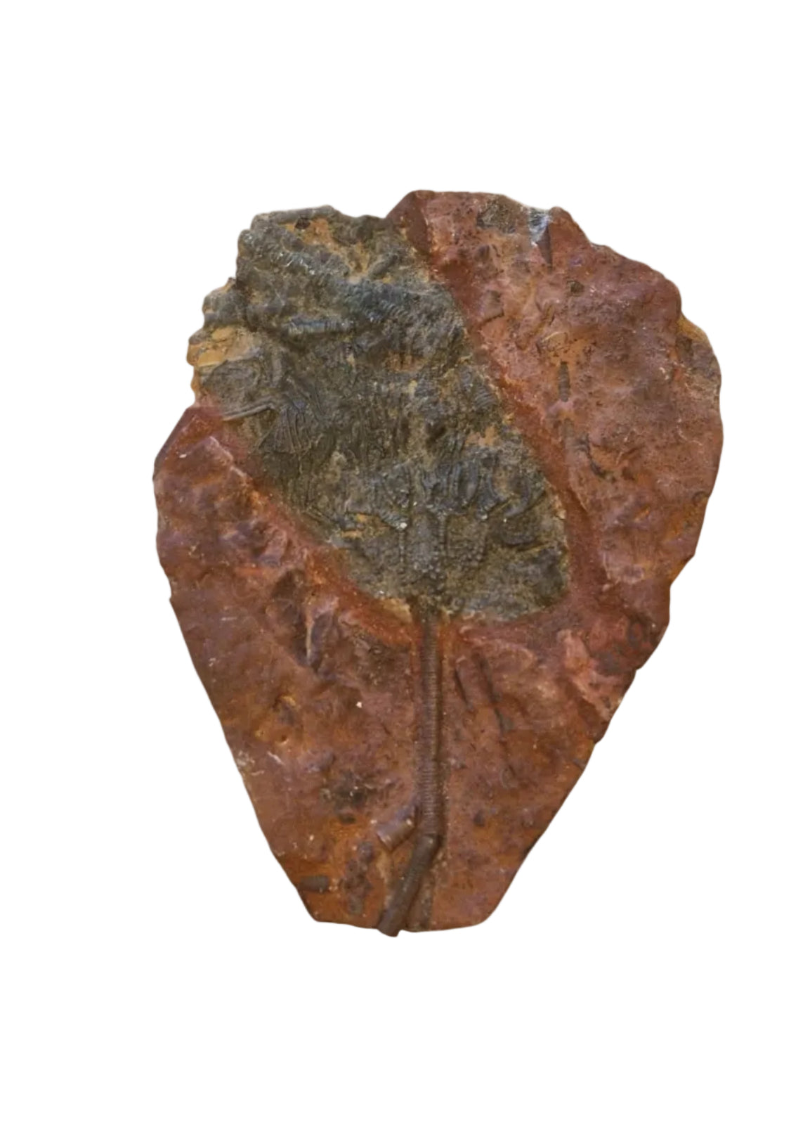 Sea Lily Fossil 20cm – Paleozoic Crinoid 