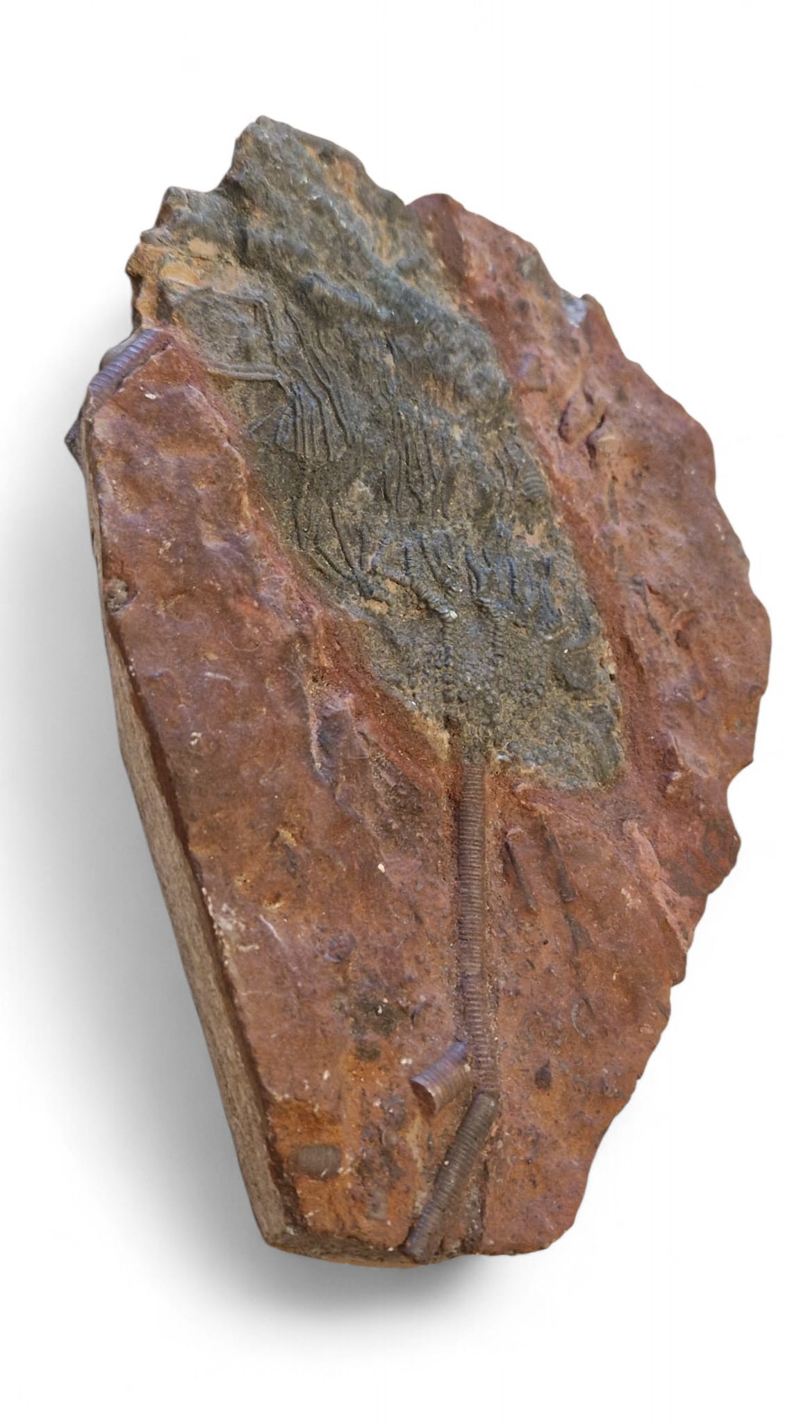 Sea Lily Fossil 20cm – Paleozoic Crinoid 4