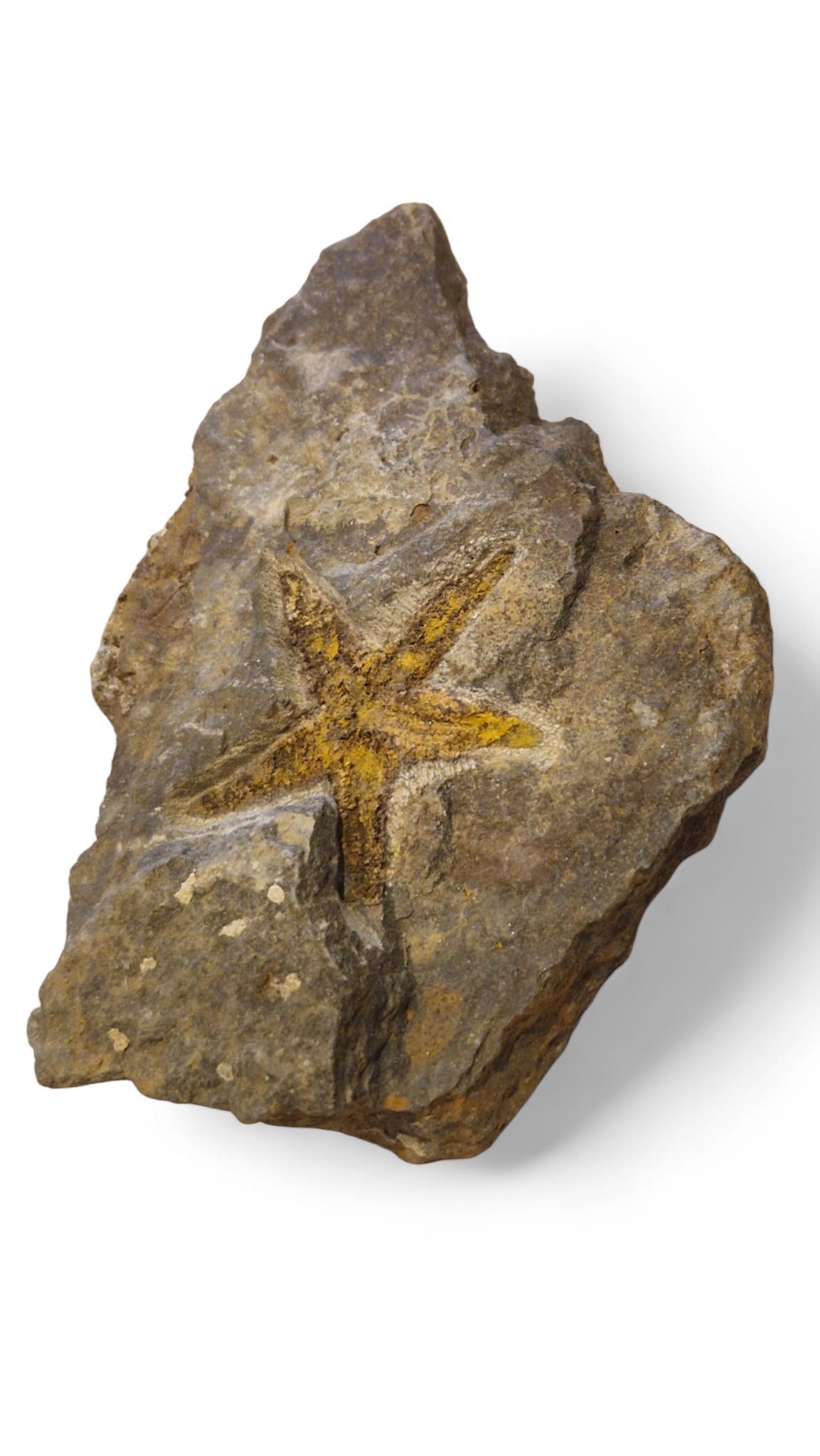 Starfish Fossil – Petraster from Ordovician Seas | Morocco 1