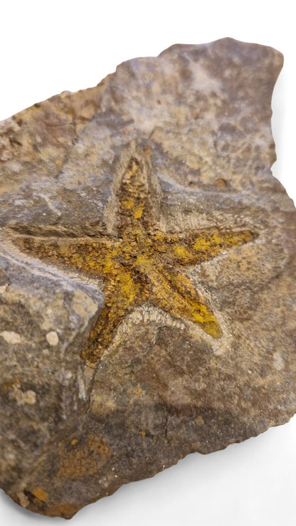Starfish Fossil – Petraster from Ordovician Seas | Morocco 3
