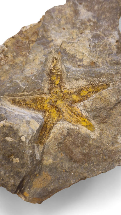 Starfish Fossil – Petraster from Ordovician Seas | Morocco