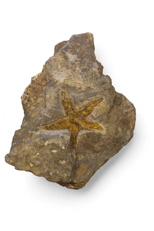 Starfish Fossil – Petraster from Ordovician Seas | Morocco 2