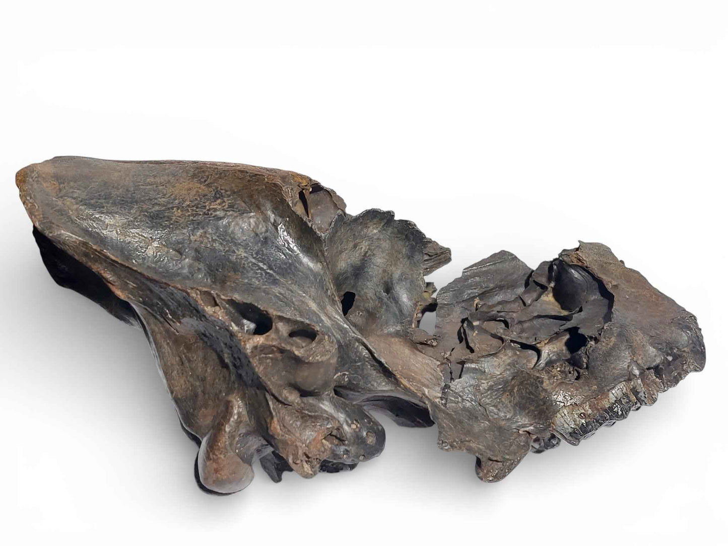 Sus scrofa – Holocene Wild Boar Skull 