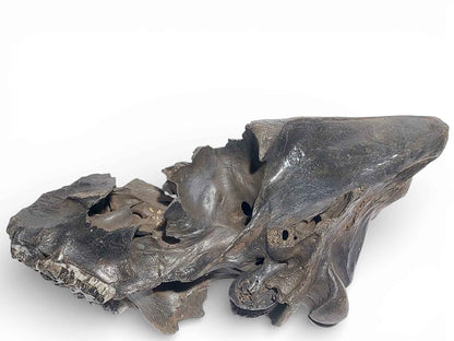 Sus scrofa – Holocene Wild Boar Skull 2