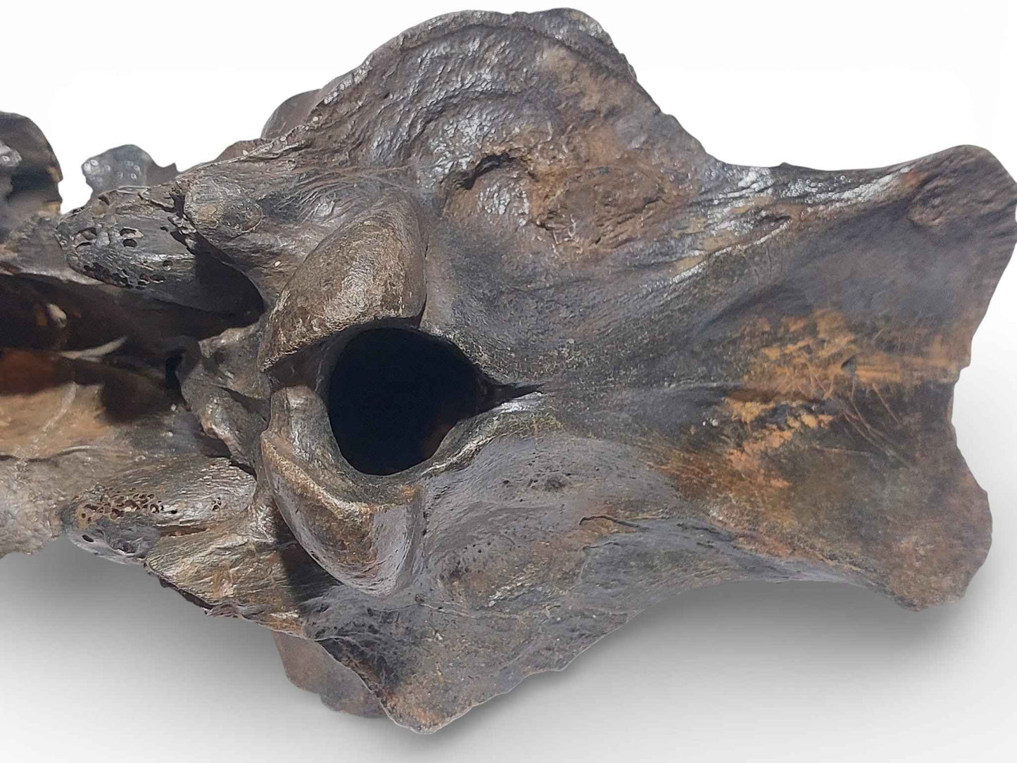 Sus scrofa – Holocene Wild Boar Skull 3