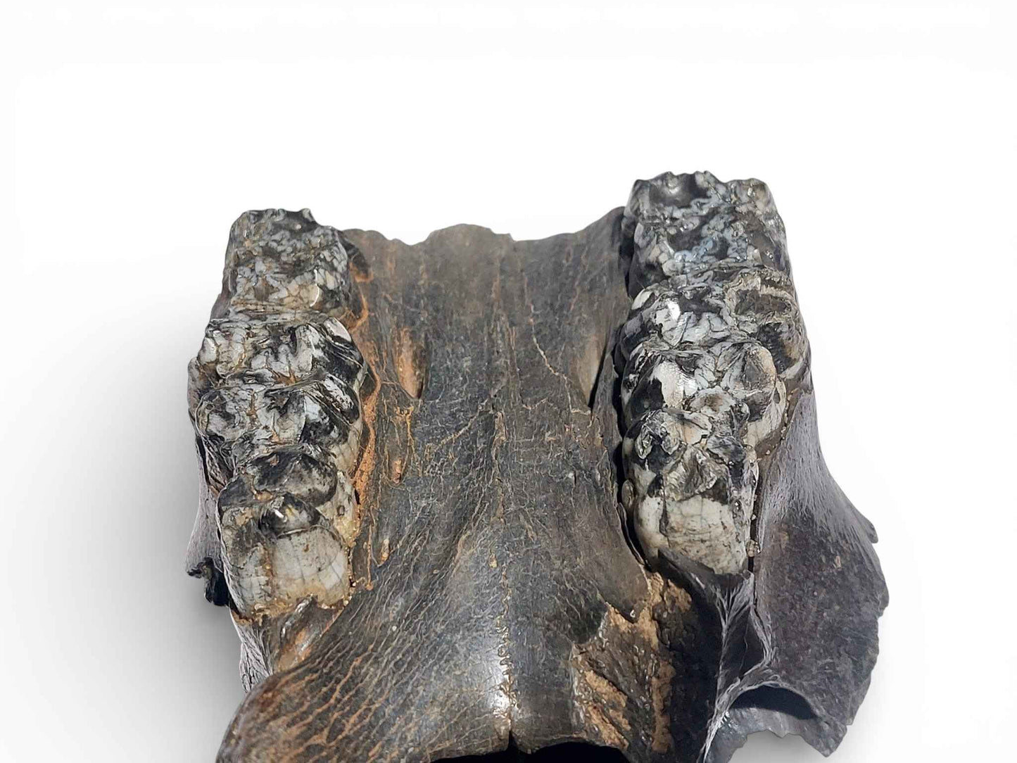 Sus scrofa – Holocene Wild Boar Skull 4