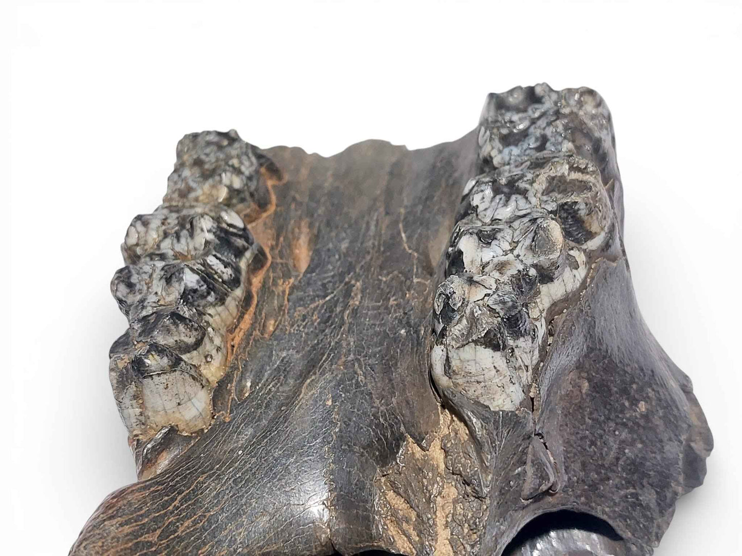 Sus scrofa – Holocene Wild Boar Skull 5