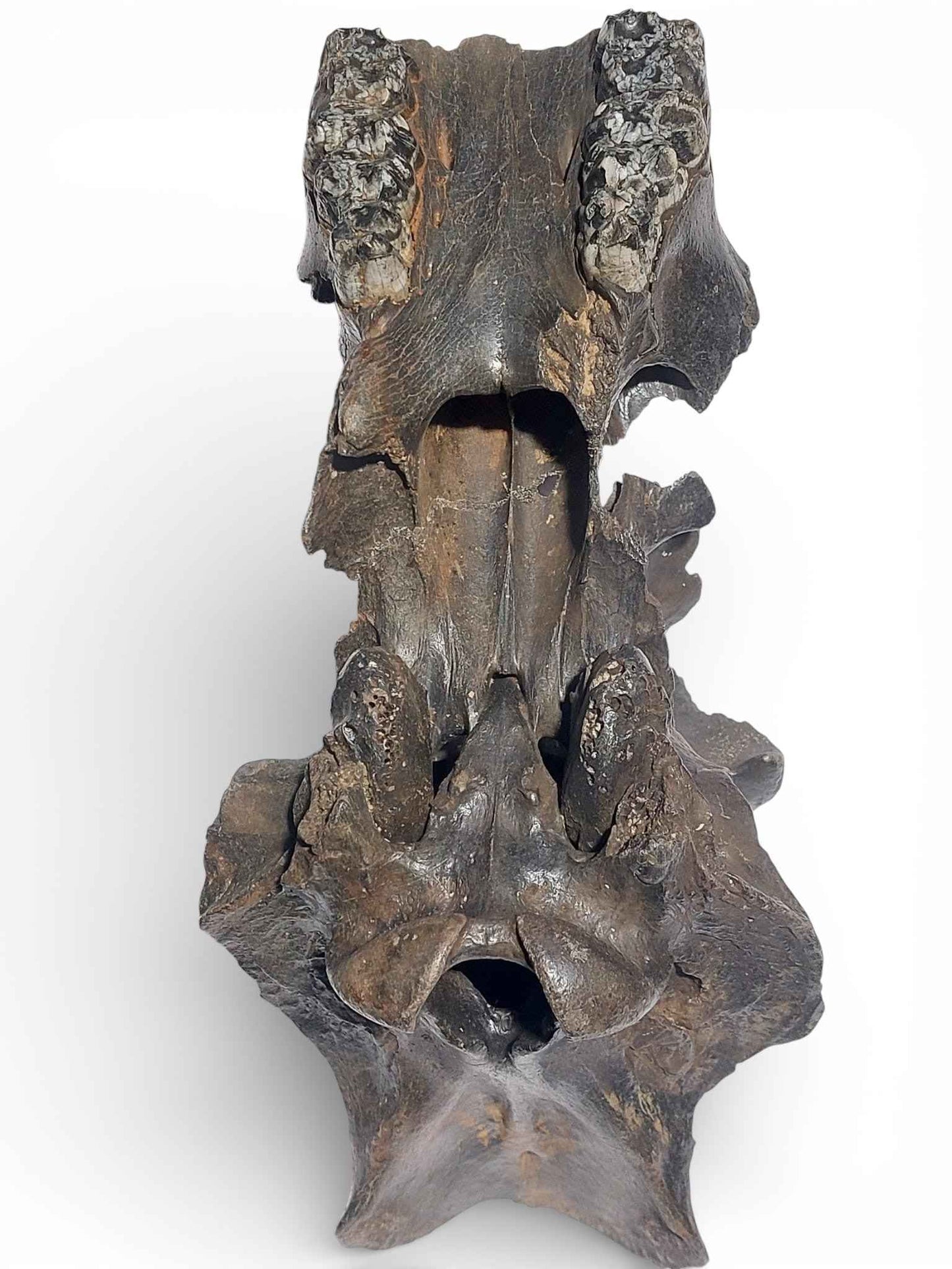 Sus scrofa – Holocene Wild Boar Skull 6