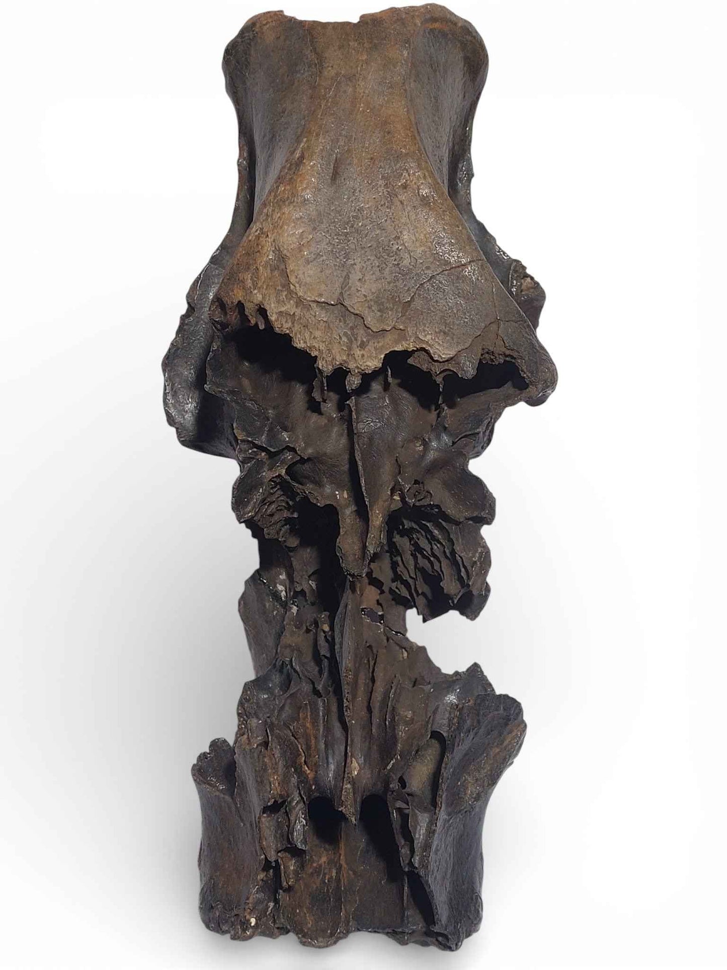 Sus scrofa – Holocene Wild Boar Skull 7