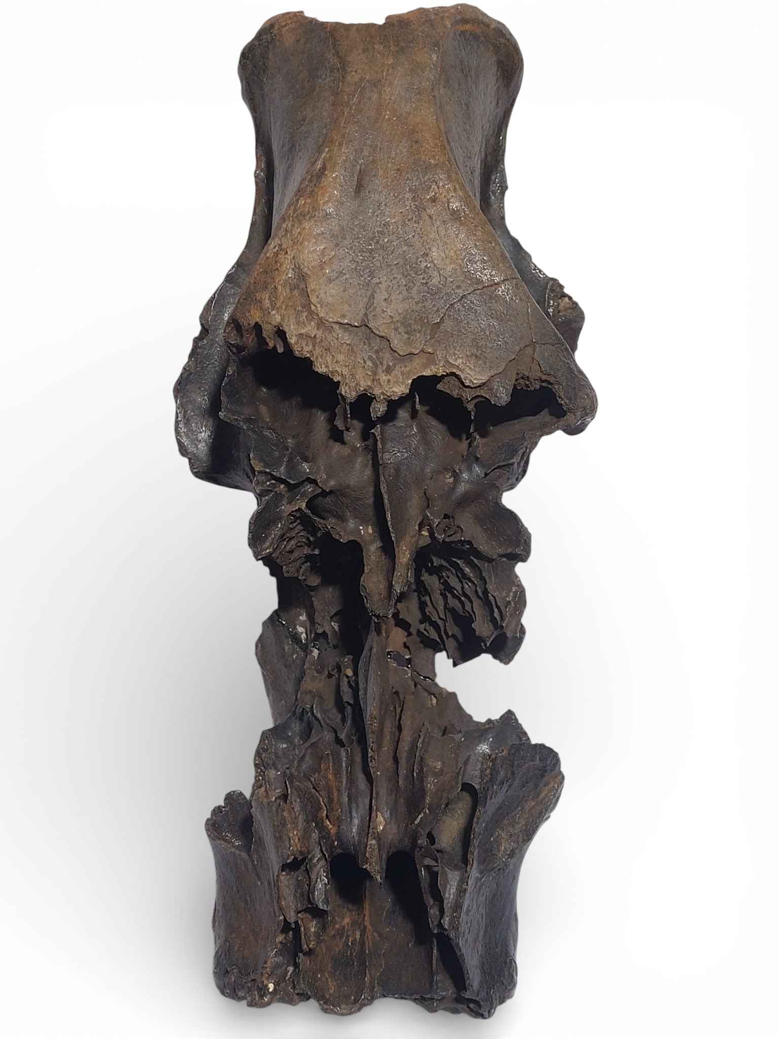 Sus scrofa – Holocene Wild Boar Skull 7
