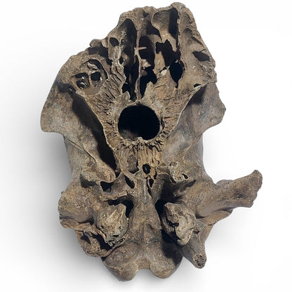 Sus scrofa – Holocene Wild Boar Skull Fragment