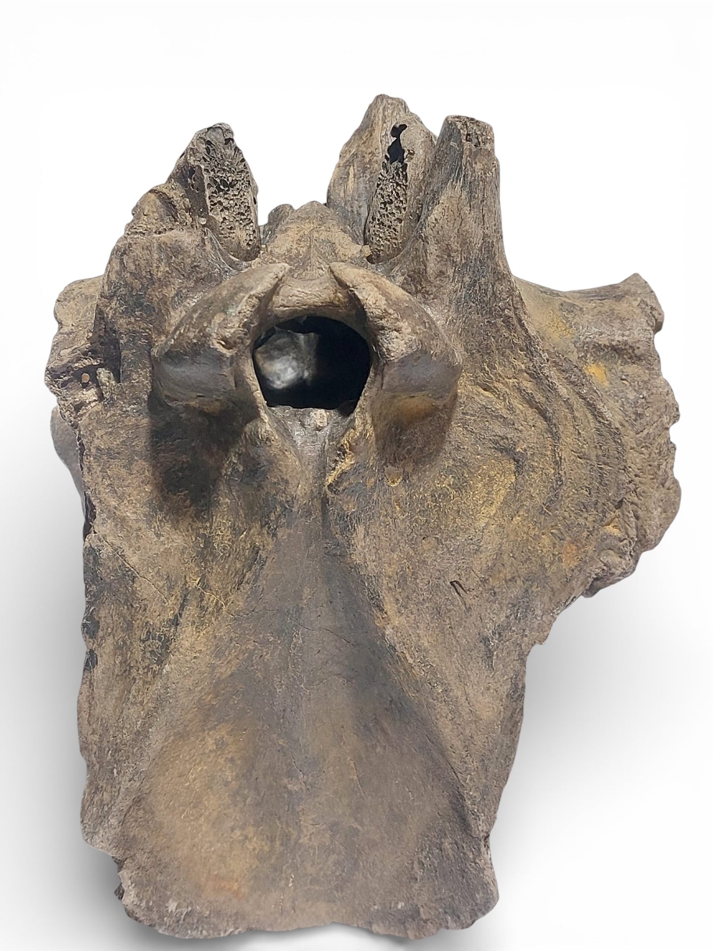 Sus scrofa Holocene Wild Boar Skull Fragment 2